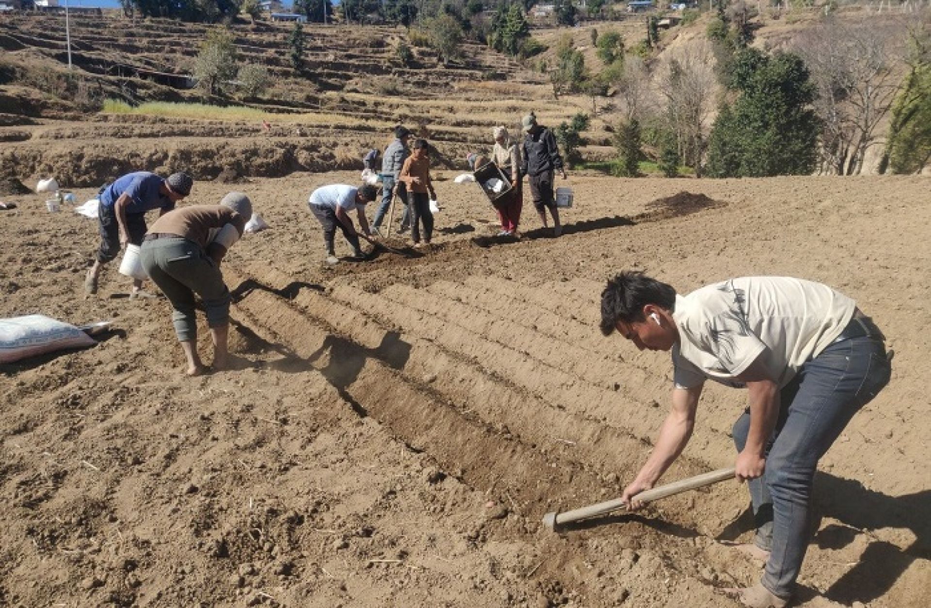 शैलुङका किसान आलु खेतीमा व्यस्त, माग बढेपछि उत्पादनमा पनि वृद्धि   